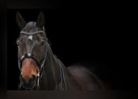 Caballo de deporte alemán, Caballo castrado, 11 años, 172 cm, Castaño