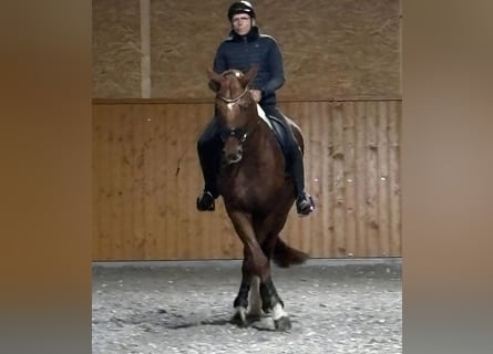 Caballo de deporte alemán, Caballo castrado, 11 años, 175 cm, Alazán-tostado