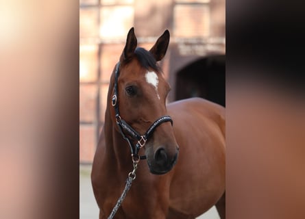 Caballo de deporte alemán, Caballo castrado, 11 años, 176 cm, Castaño