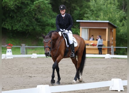 Caballo de deporte alemán, Caballo castrado, 11 años, 178 cm, Castaño