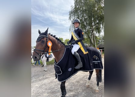 Caballo de deporte alemán, Caballo castrado, 12 años, 167 cm, Castaño