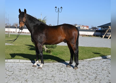 Caballo de deporte alemán, Caballo castrado, 12 años, 168 cm, Castaño