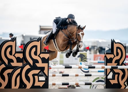 Caballo de deporte alemán, Caballo castrado, 12 años, 180 cm, Castaño