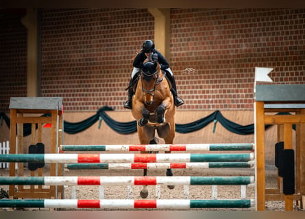 Caballo de deporte alemán, Caballo castrado, 12 años, Castaño