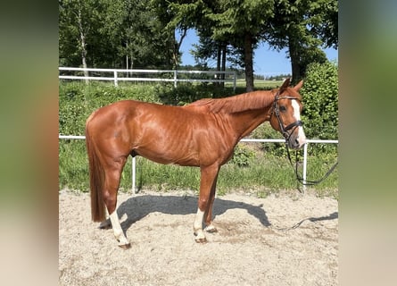 Caballo de deporte alemán, Caballo castrado, 13 años, 162 cm, Alazán