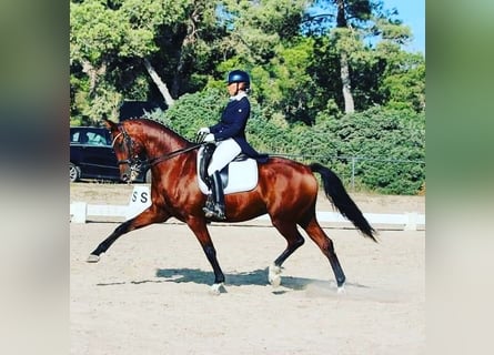 Caballo de deporte alemán, Caballo castrado, 13 años, 168 cm