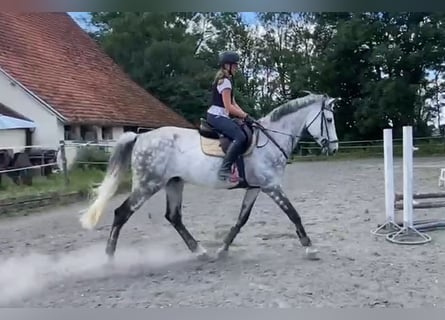 Caballo de deporte alemán, Caballo castrado, 13 años, 172 cm, Tordo