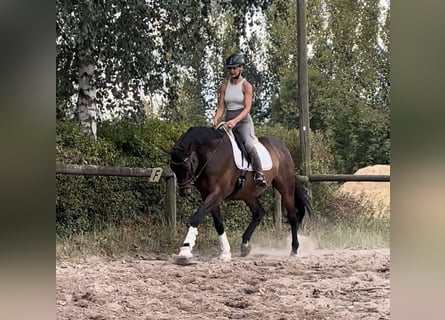 Caballo de deporte alemán, Caballo castrado, 14 años, 172 cm, Castaño