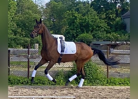 Caballo de deporte alemán, Caballo castrado, 15 años, 166 cm, Castaño