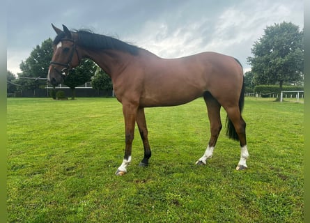 Caballo de deporte alemán, Caballo castrado, 15 años, 171 cm, Castaño