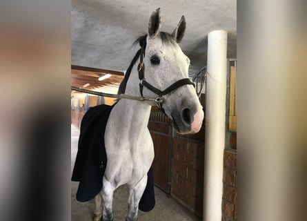 Caballo de deporte alemán, Caballo castrado, 16 años, 170 cm, Tordo