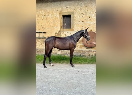 Caballo de deporte alemán, Caballo castrado, 1 año, 168 cm, Negro