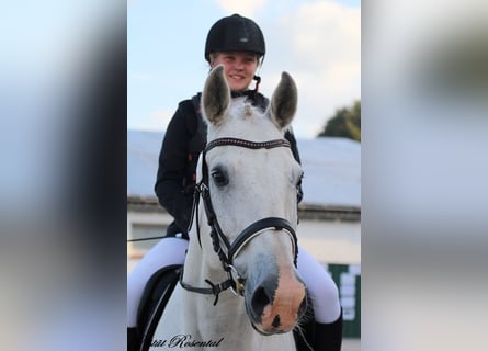 Caballo de deporte alemán, Caballo castrado, 20 años, 165 cm, Tordo