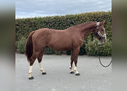 Caballo de deporte alemán, Caballo castrado, 2 años, 155 cm, Alazán