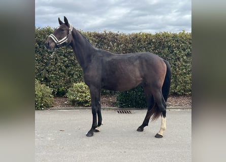 Caballo de deporte alemán, Caballo castrado, 2 años, 163 cm, Castaño
