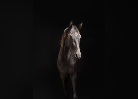 Caballo de deporte alemán, Caballo castrado, 2 años, 165 cm, Negro