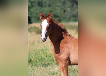 Caballo de deporte alemán, Caballo castrado, 2 años, 168 cm, Alazán
