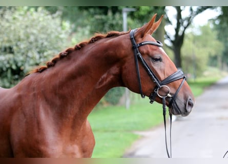 Caballo de deporte alemán, Caballo castrado, 2 años, 172 cm, Alazán