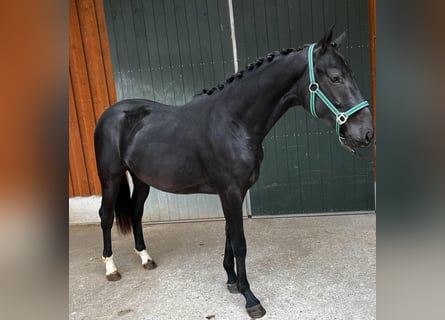 Caballo de deporte alemán, Caballo castrado, 2 años, Negro