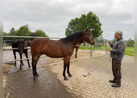 Caballo de deporte alemán, Caballo castrado, 3 años, 160 cm, Castaño