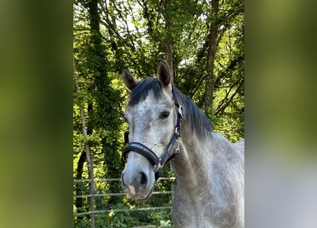 Caballo de deporte alemán, Caballo castrado, 3 años, 160 cm, Tordo