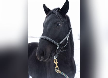 Caballo de deporte alemán, Caballo castrado, 3 años, 162 cm, Negro