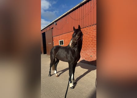 Caballo de deporte alemán, Caballo castrado, 3 años, 162 cm, Tordo