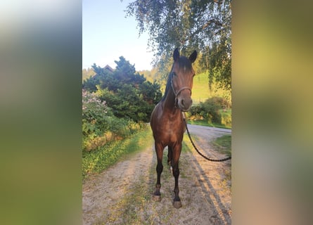 Caballo de deporte alemán, Caballo castrado, 3 años, 163 cm, Castaño