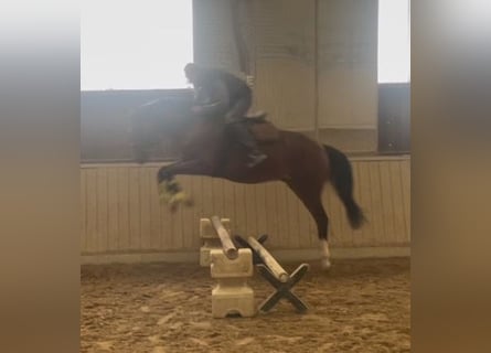 Caballo de deporte alemán, Caballo castrado, 3 años, 163 cm, Castaño