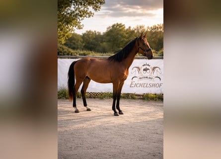 Caballo de deporte alemán, Caballo castrado, 3 años, 164 cm, Castaño
