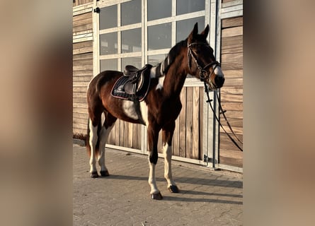 Caballo de deporte alemán, Caballo castrado, 3 años, 164 cm, Pío