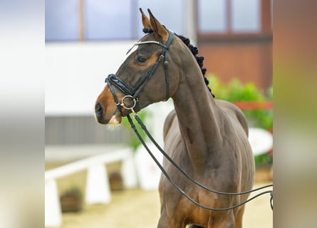 Caballo de deporte alemán, Caballo castrado, 3 años, 165 cm, Castaño