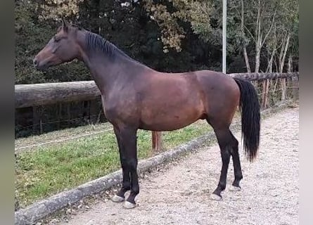 Caballo de deporte alemán, Caballo castrado, 3 años, 165 cm, Castaño oscuro