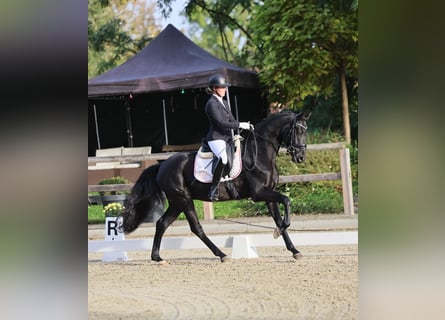 Caballo de deporte alemán, Caballo castrado, 3 años, 165 cm, Negro