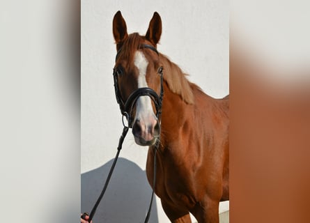 Caballo de deporte alemán, Caballo castrado, 3 años, 166 cm, Alazán-tostado