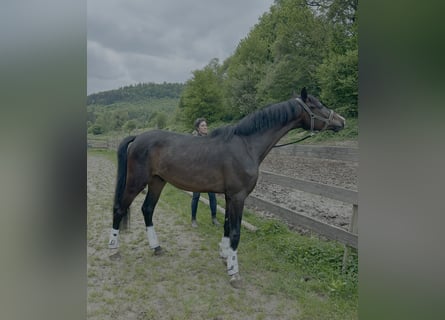 Caballo de deporte alemán, Caballo castrado, 3 años, 166 cm, Castaño oscuro