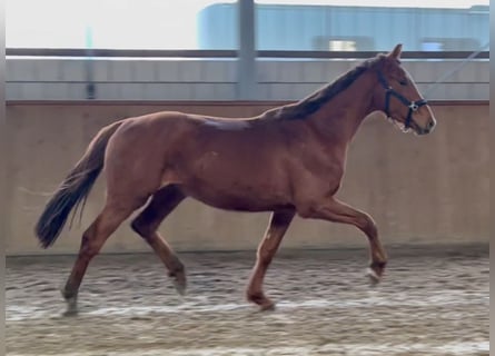 Caballo de deporte alemán, Caballo castrado, 3 años, 167 cm, Alazán