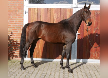 Caballo de deporte alemán, Caballo castrado, 3 años, 167 cm