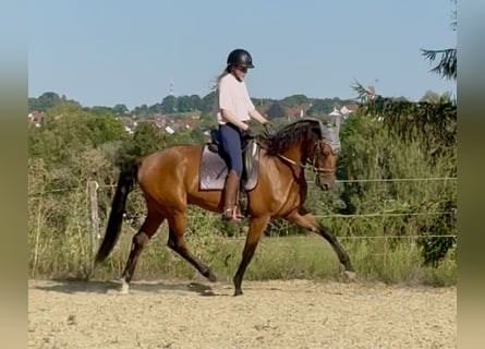 Caballo de deporte alemán, Caballo castrado, 3 años, 167 cm, Castaño