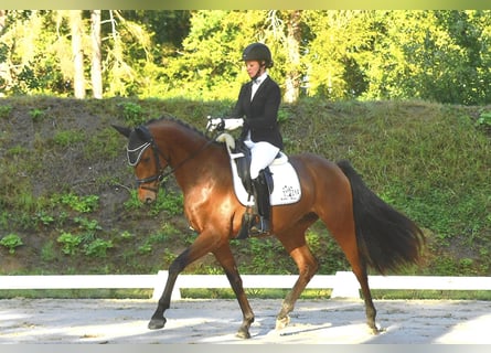 Caballo de deporte alemán, Caballo castrado, 3 años, 167 cm, Castaño