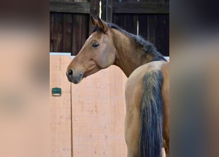 Caballo de deporte alemán, Caballo castrado, 3 años, 167 cm, Castaño