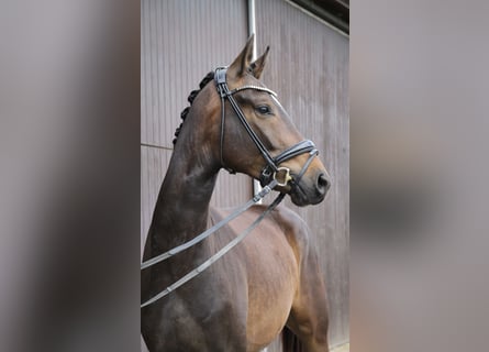 Caballo de deporte alemán, Caballo castrado, 3 años, 167 cm, Castaño oscuro