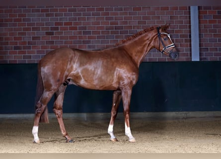 Caballo de deporte alemán, Caballo castrado, 3 años, 168 cm, Alazán