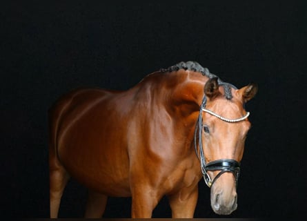 Caballo de deporte alemán, Caballo castrado, 3 años, 168 cm, Castaño