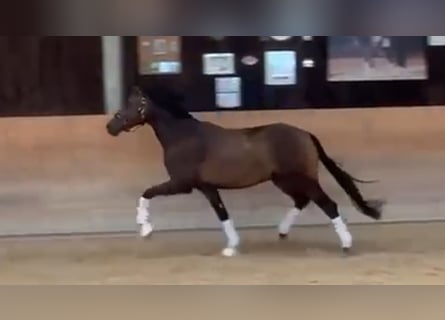 Caballo de deporte alemán, Caballo castrado, 3 años, 168 cm, Castaño oscuro