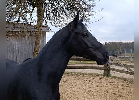 Caballo de deporte alemán, Caballo castrado, 3 años, 168 cm, Negro