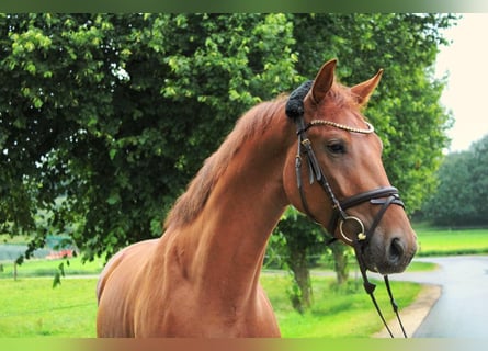 Caballo de deporte alemán, Caballo castrado, 3 años, 169 cm, Alazán