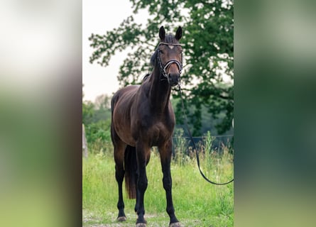 Caballo de deporte alemán, Caballo castrado, 3 años, 169 cm, Castaño oscuro