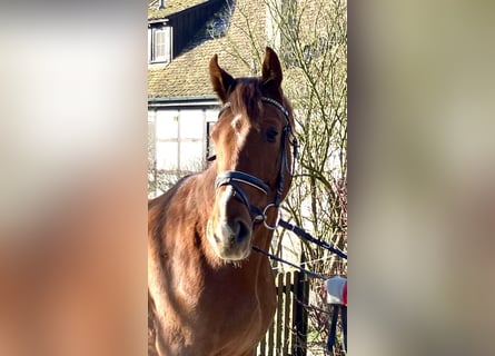 Caballo de deporte alemán, Caballo castrado, 3 años, 170 cm, Alazán