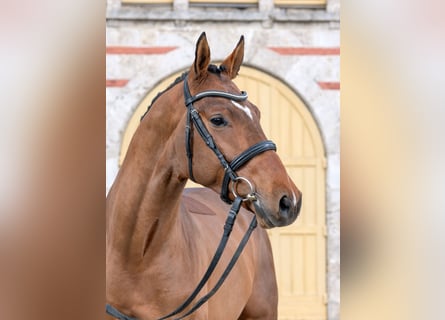 Caballo de deporte alemán, Caballo castrado, 3 años, 170 cm, Castaño